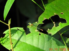 Ceriagrion cerinorubellum