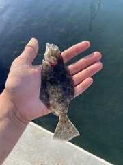 Paralichthys californicus