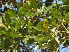 Handroanthus serratifolius