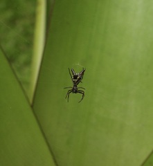 Micrathena sexspinosa