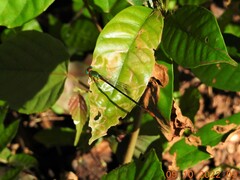 Ceriagrion cerinorubellum
