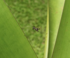 Micrathena sexspinosa