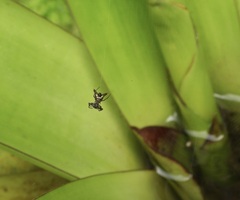 Micrathena sexspinosa
