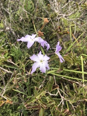 Leucocoryne coquimbensis