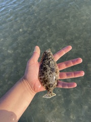 Paralichthys californicus