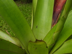 Micrathena sexspinosa