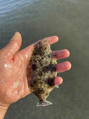 Paralichthys californicus