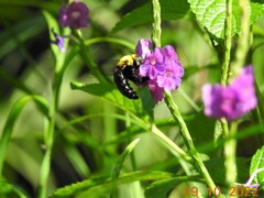 Xylocopa ruficornis