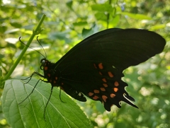Heraclides rogeri pharnaces