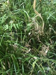 Rhynchospora miliacea