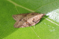 Isochorista chaodes