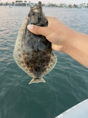 Paralichthys californicus