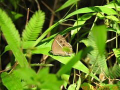 Mycalesis mineus