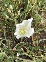 Oenothera acaulis