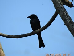 Dicrurus aeneus