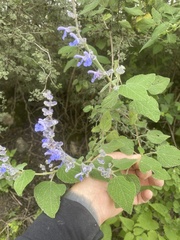 Salvia keerlii