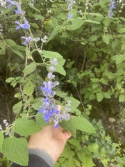 Salvia keerlii