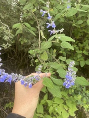 Salvia keerlii