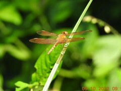 Neurothemis fulvia
