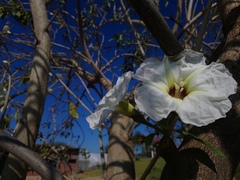 Ipomoea murucoides