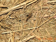 Trilophidia annulata