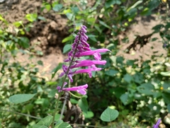 Salvia purpurea
