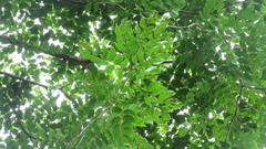 Copaifera aromatica