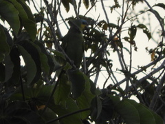 Amazona amazonica amazonica