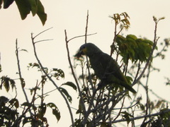 Amazona amazonica amazonica