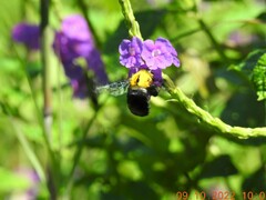 Xylocopa ruficornis