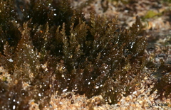Acanthophora spicifera