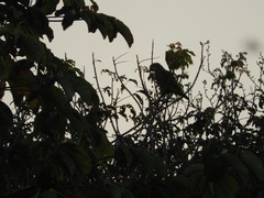 Amazona amazonica amazonica
