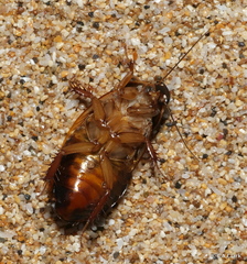Pycnoscelus