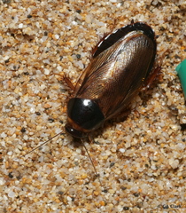 Pycnoscelus