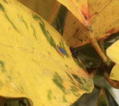 Stephanolla rufoapicata