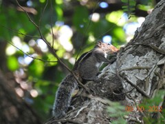 Funambulus tristriatus