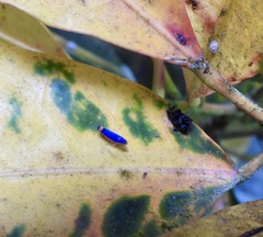 Stephanolla rufoapicata