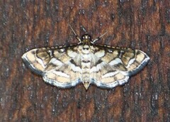 Hileithia magualis