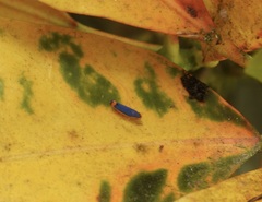 Stephanolla rufoapicata