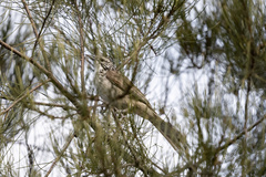 Plectorhyncha lanceolata