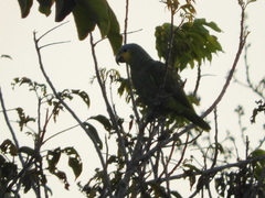 Amazona amazonica amazonica