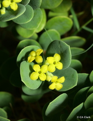 Wikstroemia uva-ursi