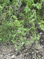 Eupatorieae