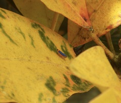 Stephanolla rufoapicata