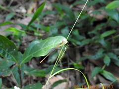 Ceriagrion cerinorubellum