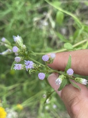 Eupatorieae