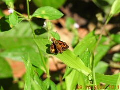 Oriens goloides