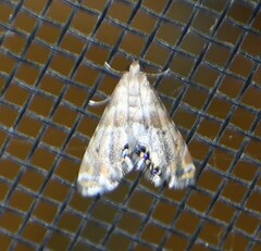 Petrophila fulicalis