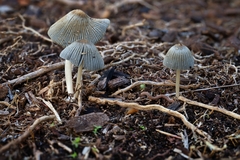 Coprinopsis cinerea