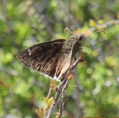 Erynnis tristis